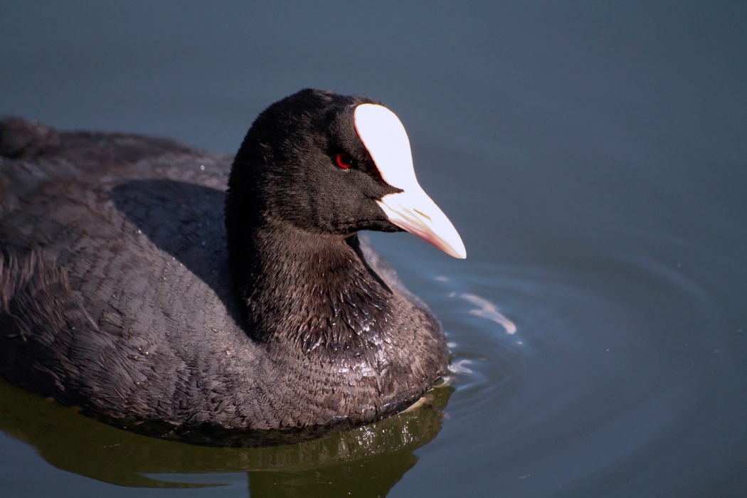 Eurasian Coot