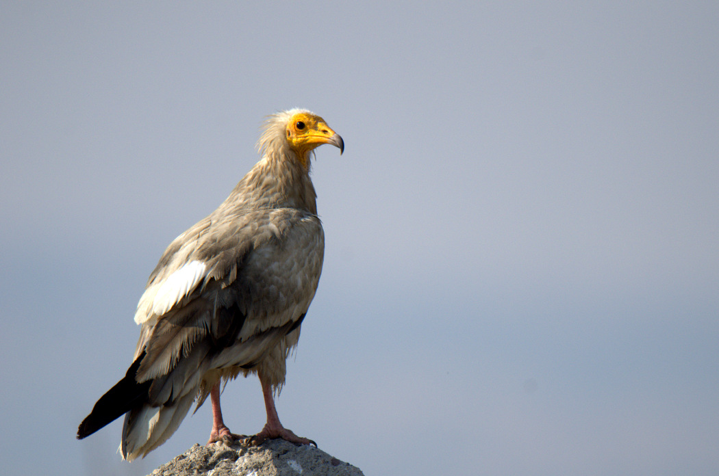 Egyptian Vulture