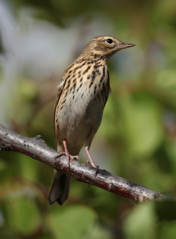 Tree Pipit