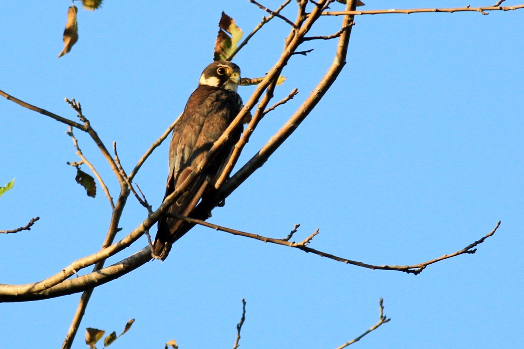 Eurasian Hobby