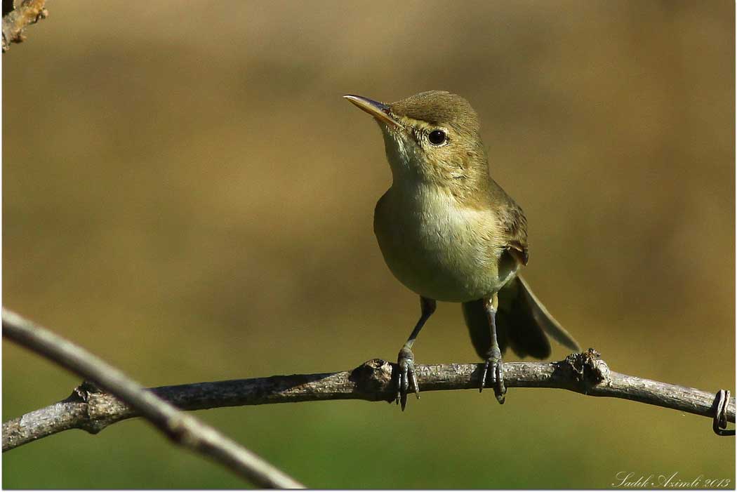Eastern Olivaceous Warbler