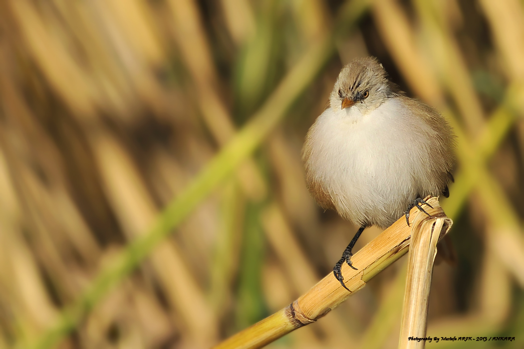 Bearded Reedling