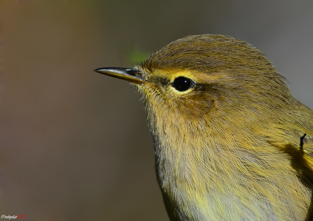 Common Chiffchaff