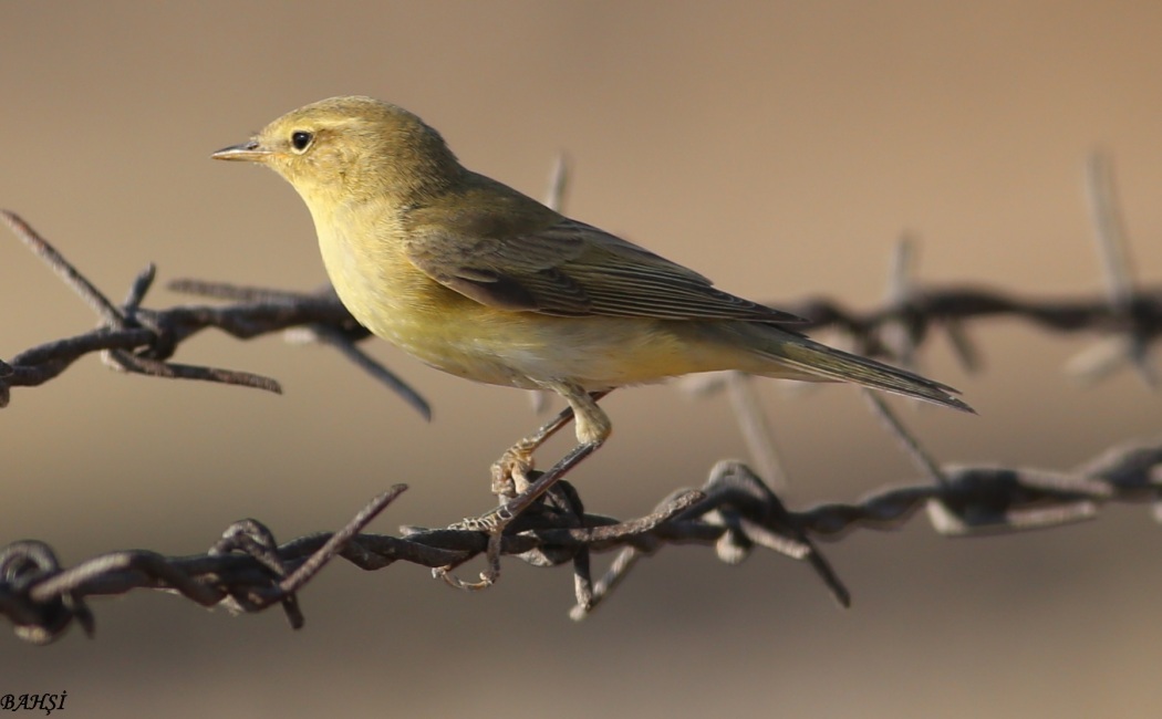 Willow Warbler