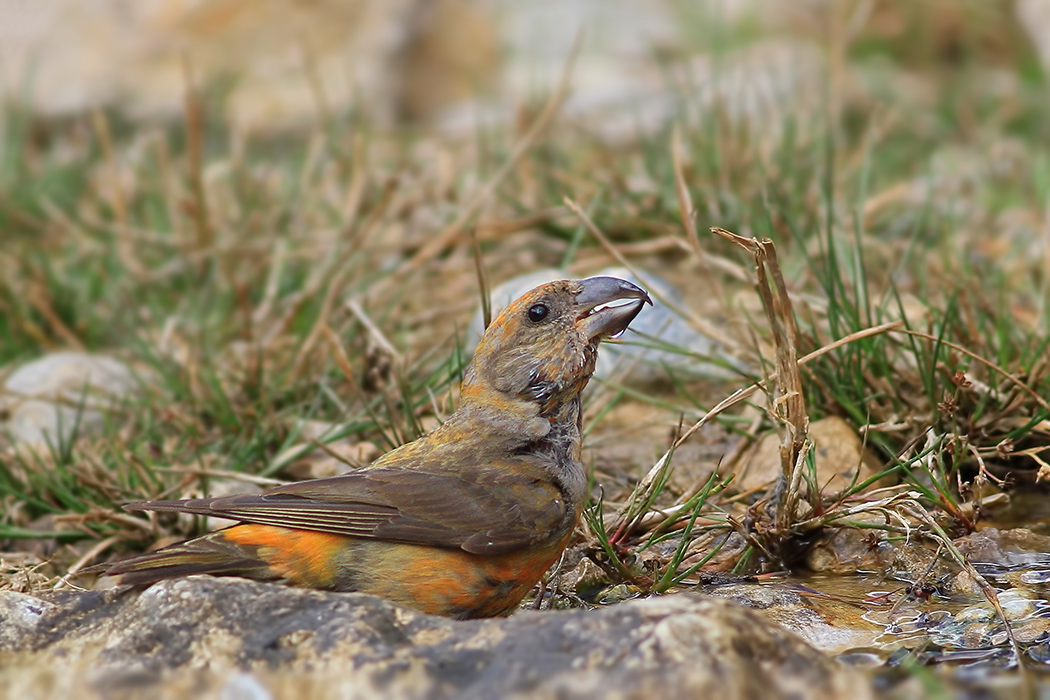 Red Crossbill