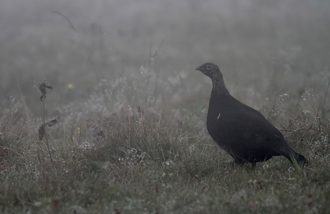 Caucasian Grouse