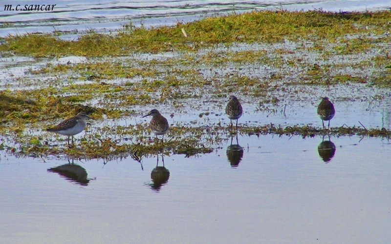 Wood Sandpiper