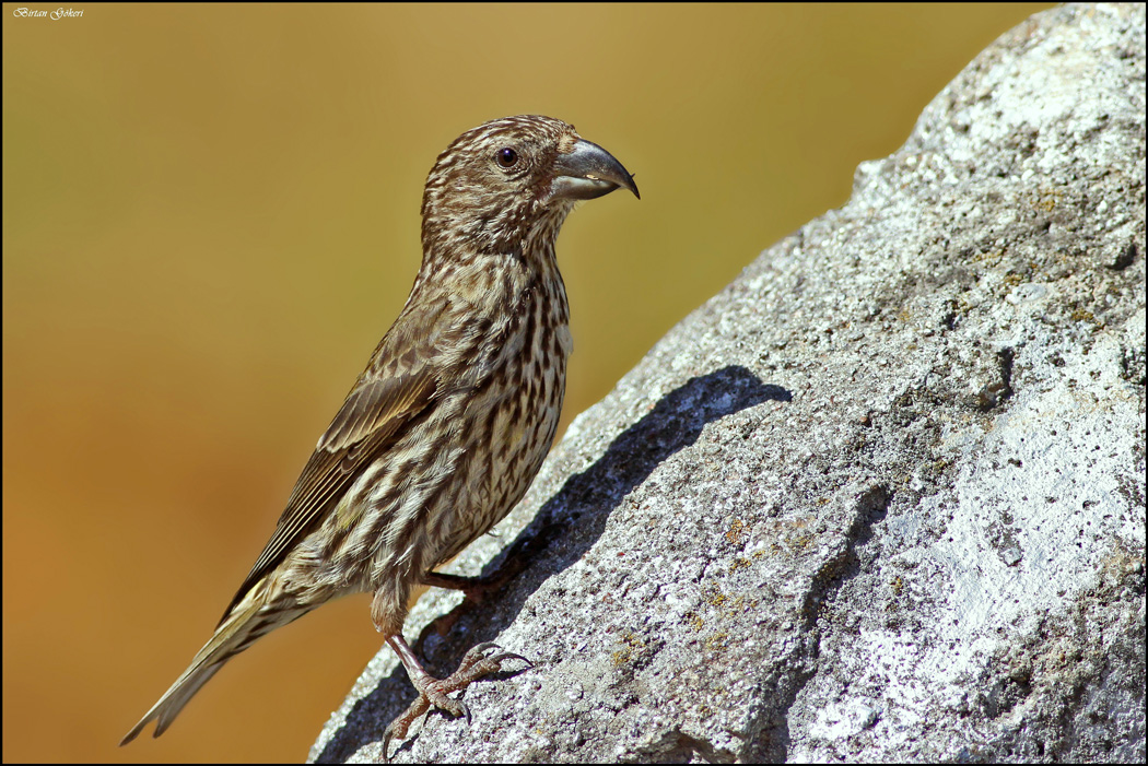 Red Crossbill