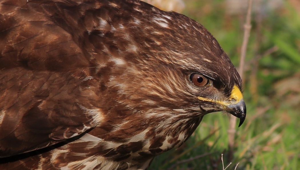 Common Buzzard