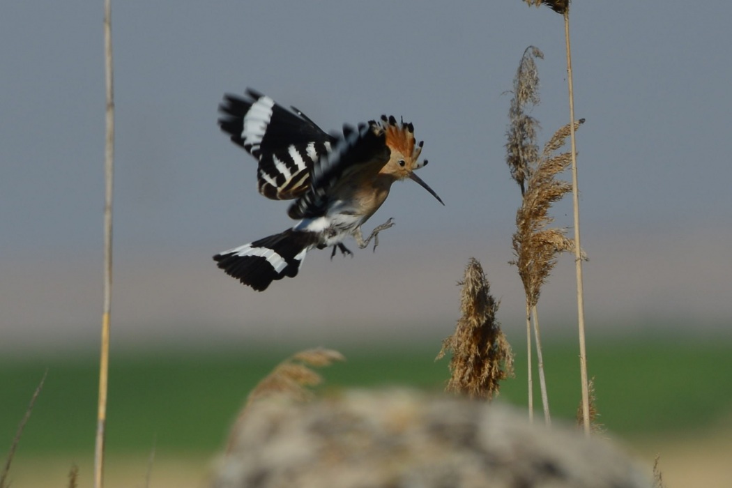 Common Hoopoe