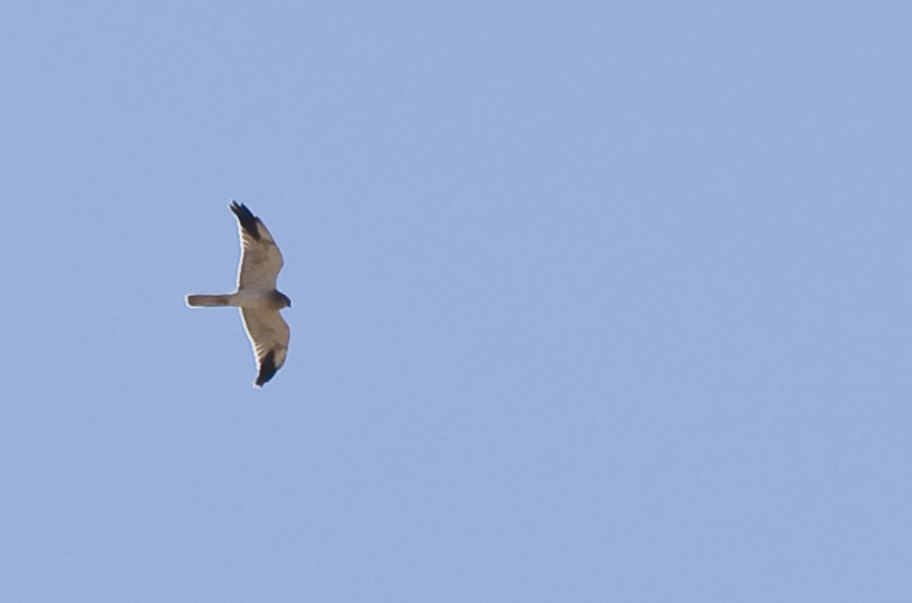 Pallid Harrier