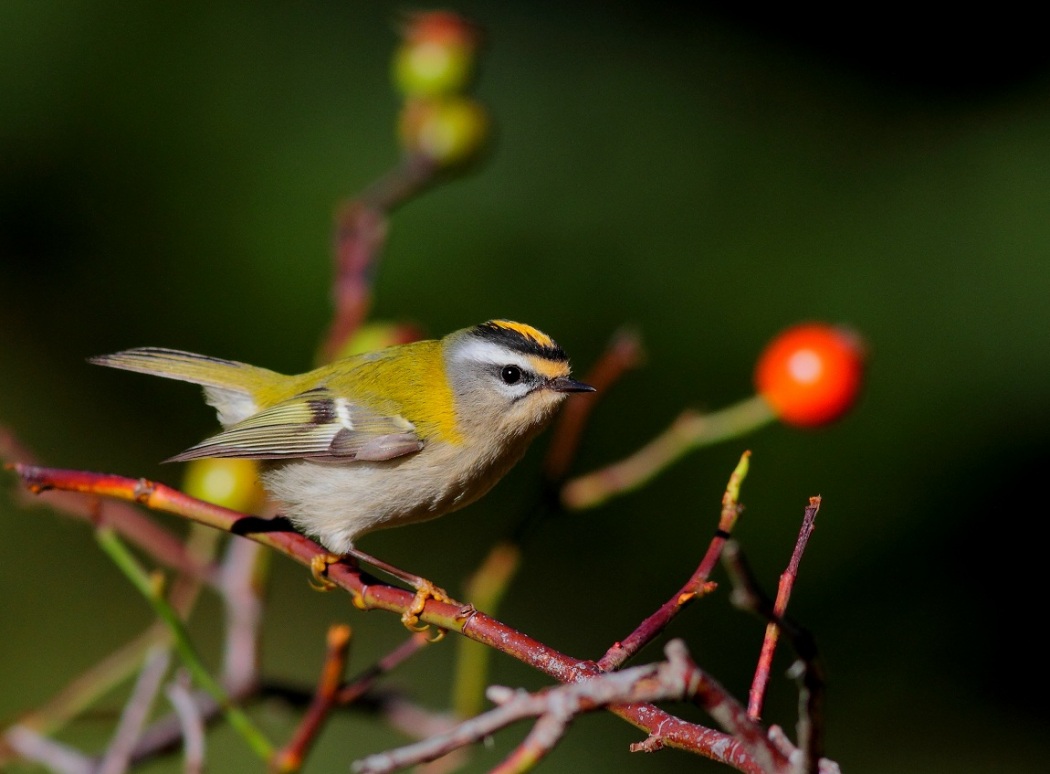 Common Firecrest
