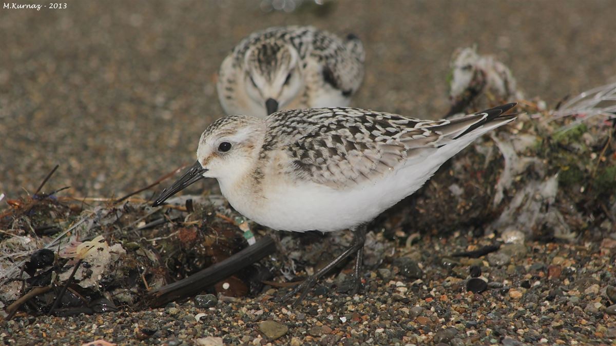 Sanderling