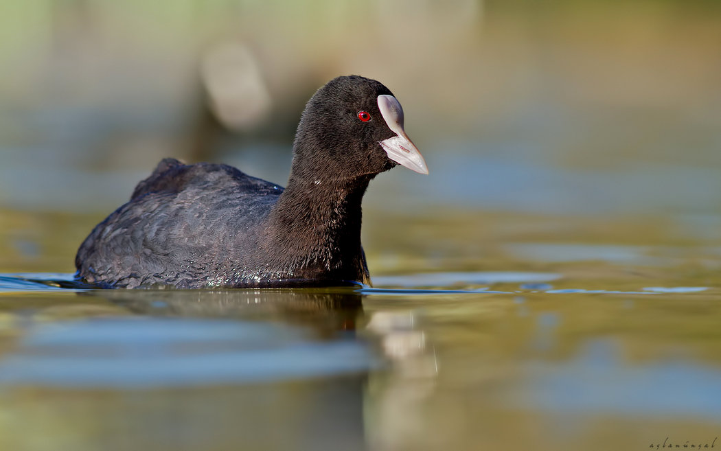 Eurasian Coot