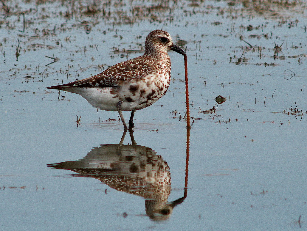 Grey Plover