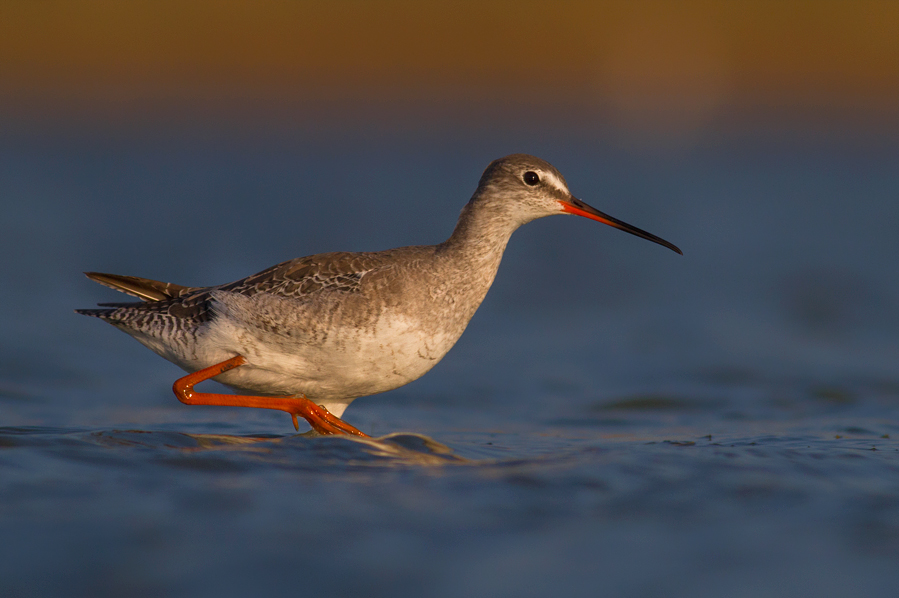 Spotted Redshank