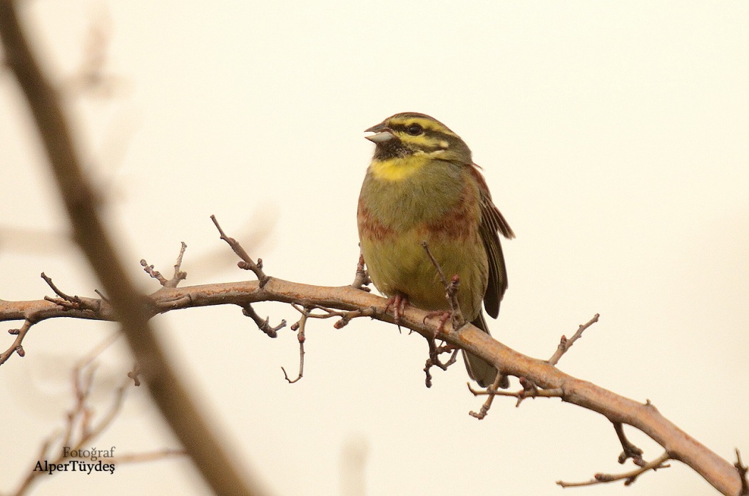 Cirl Bunting