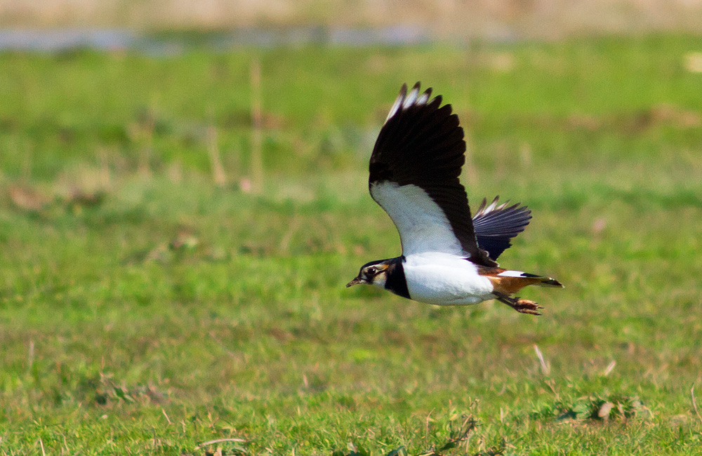 Northern Lapwing