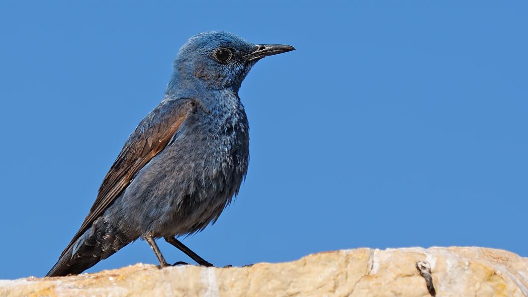 Blue Rock Thrush