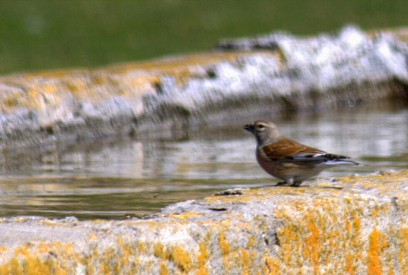 Common Linnet