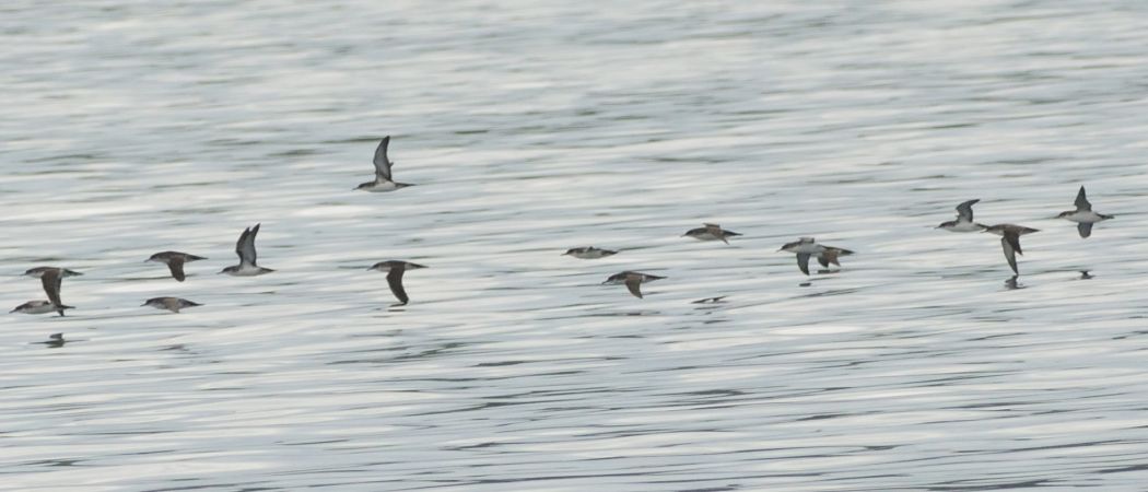 Yelkouan Shearwater