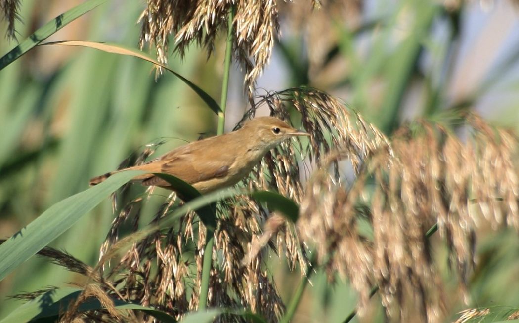 Common Reed Warbler