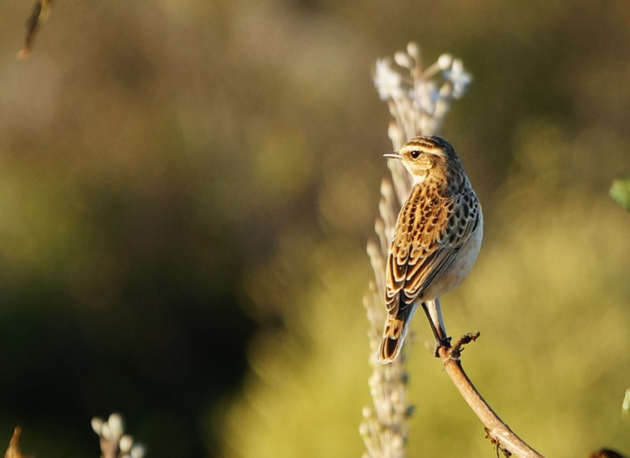 Whinchat