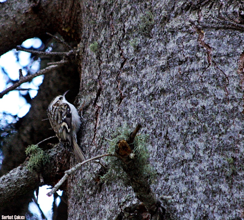 Eurasian Treecreeper