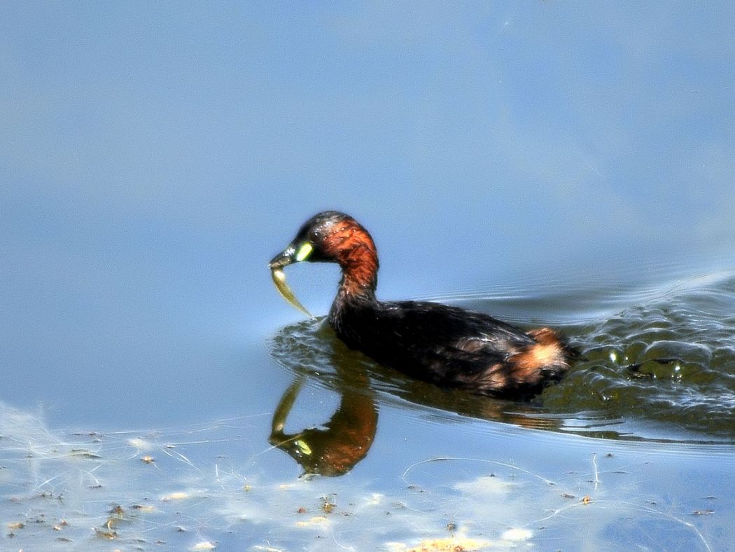 Little Grebe