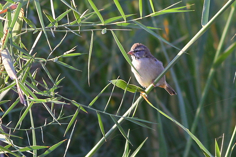 Dead Sea Sparrow