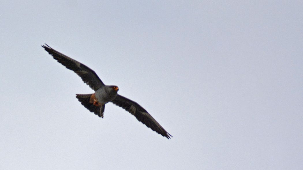 Red-footed Falcon