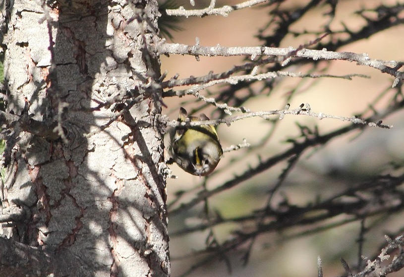 Goldcrest