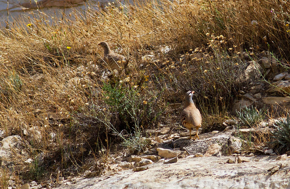 See-see Partridge