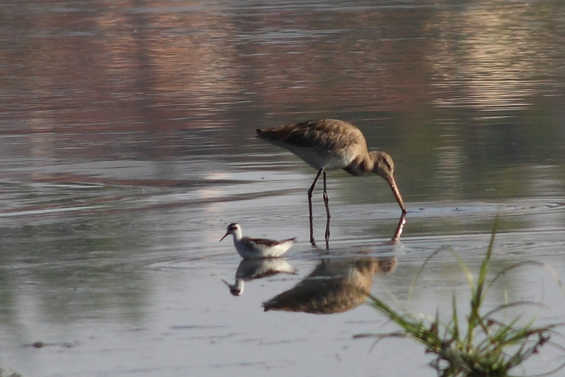 Red-necked Phalarope