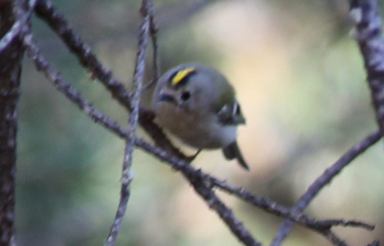 Goldcrest
