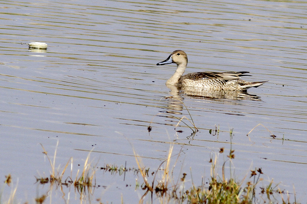 Northern Pintail