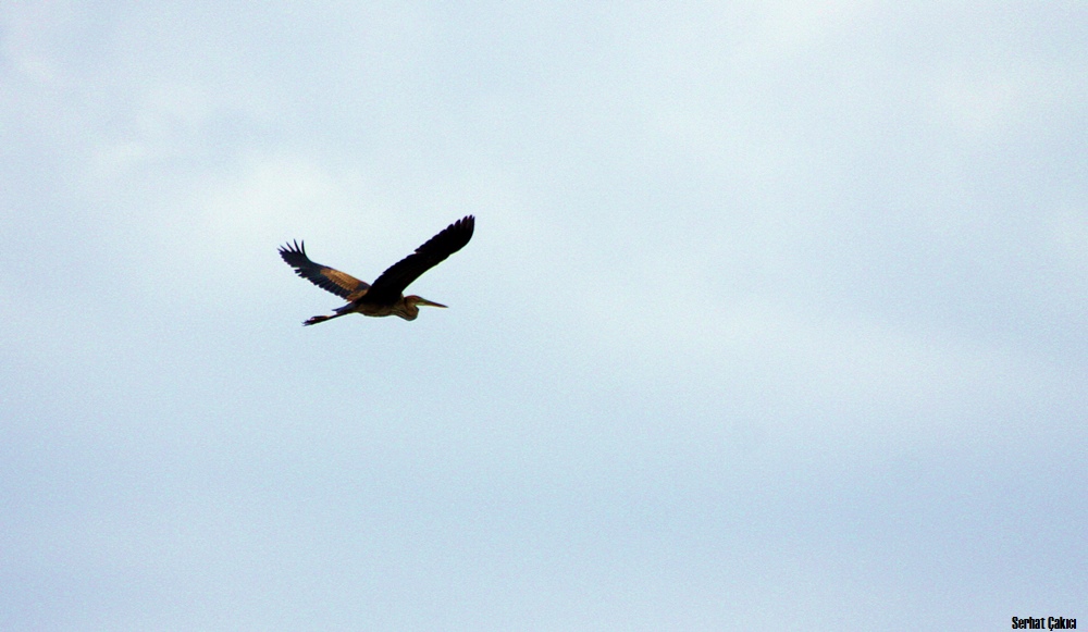 Purple Heron