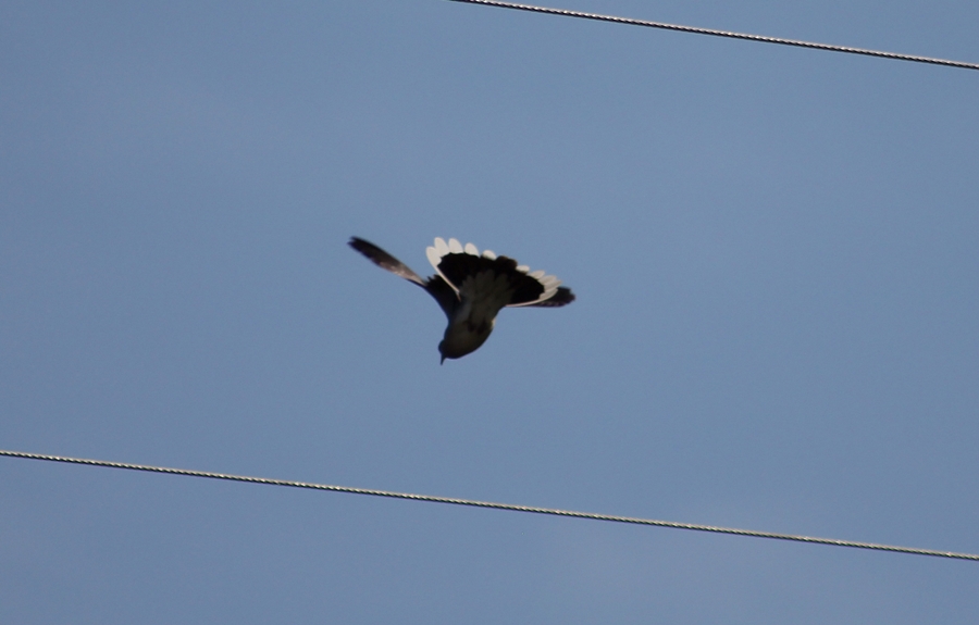 European Turtle Dove
