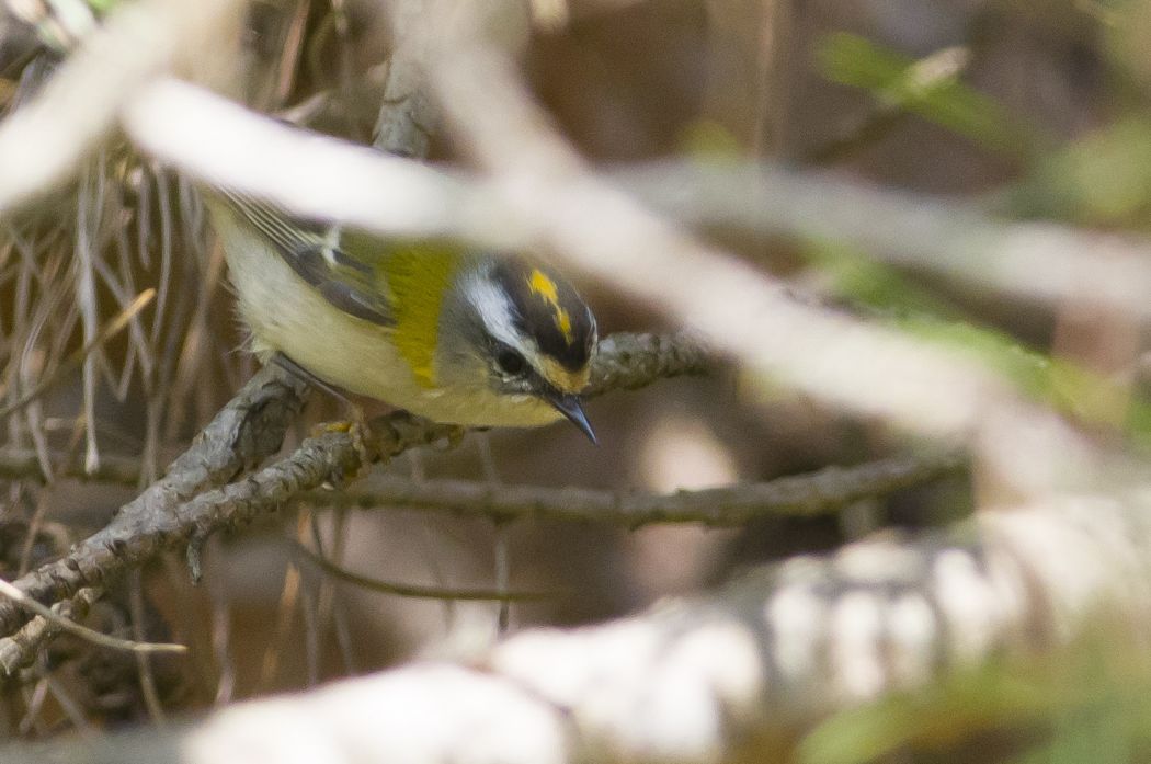 Common Firecrest
