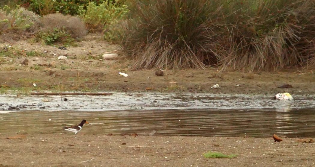 Eurasian Oystercatcher