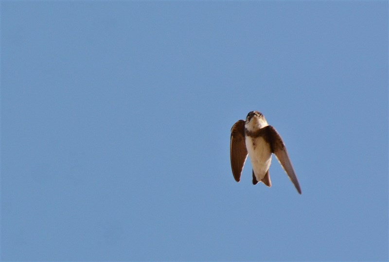 Sand Martin