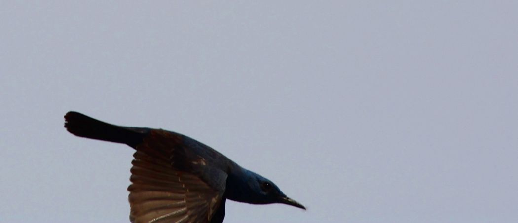 Blue Rock Thrush