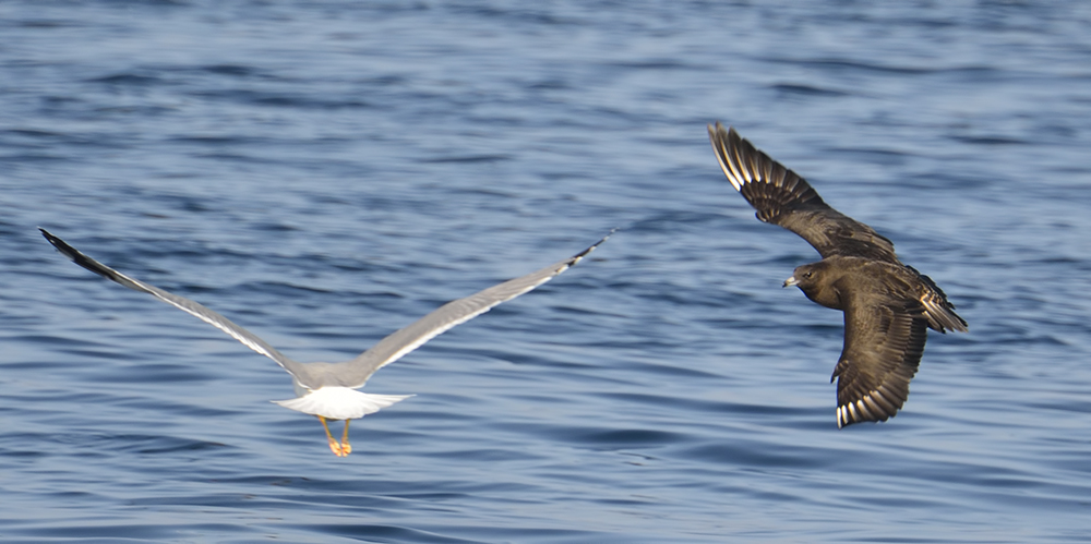 Pomarine Jaeger