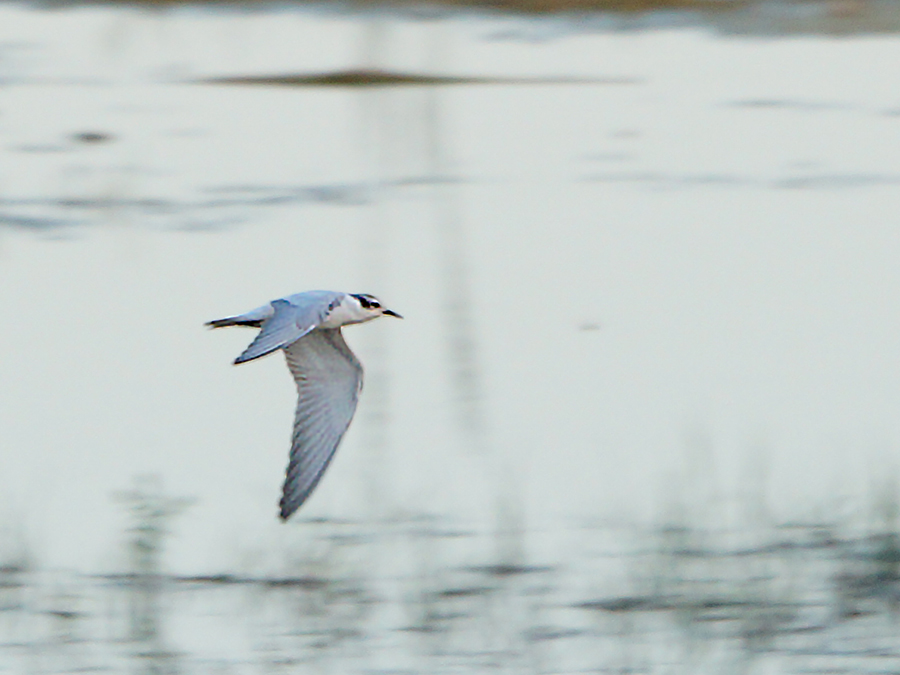 Sandwich Tern