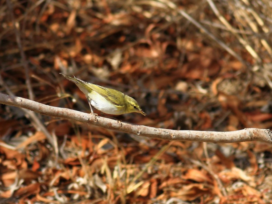 Wood Warbler