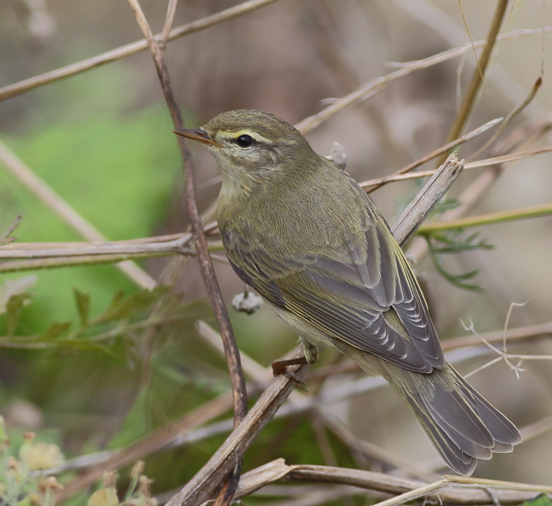 Willow Warbler
