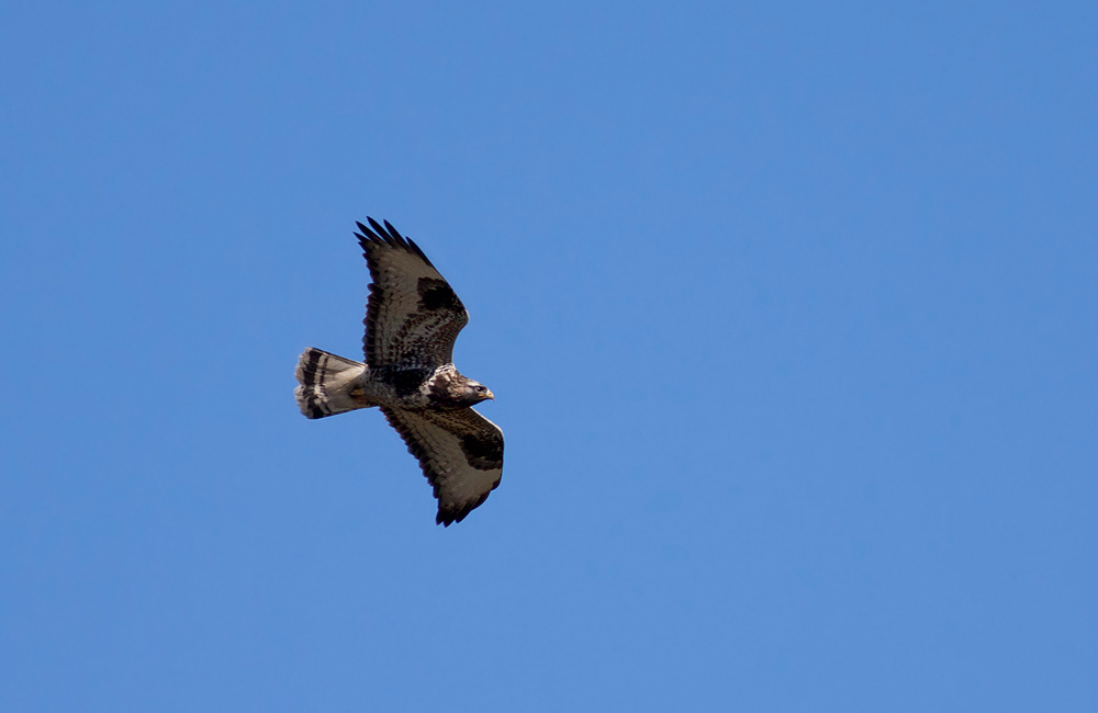 Paçalı şahin
