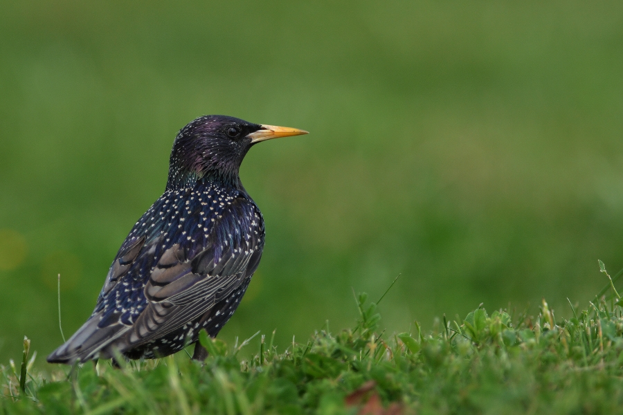 Common Starling