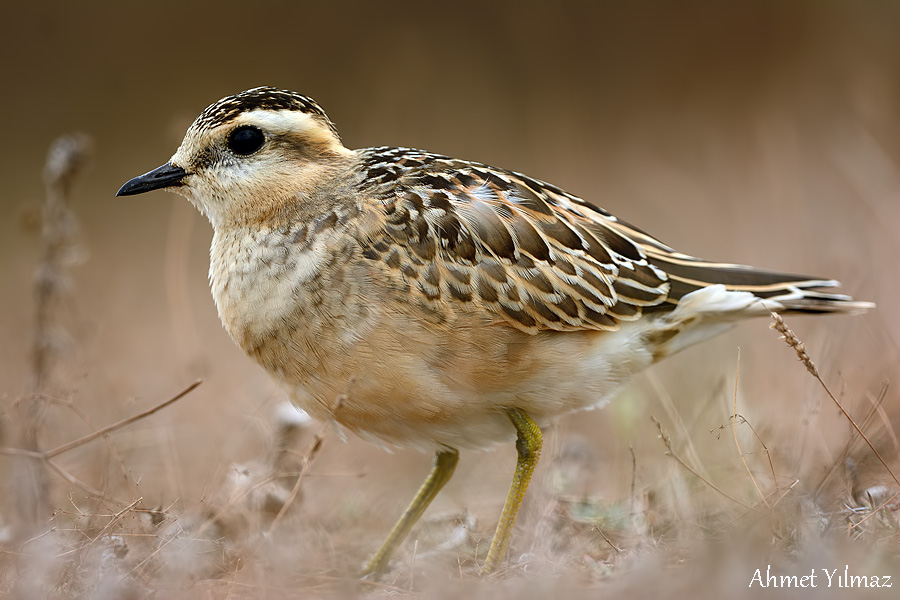 Eurasian Dotterel