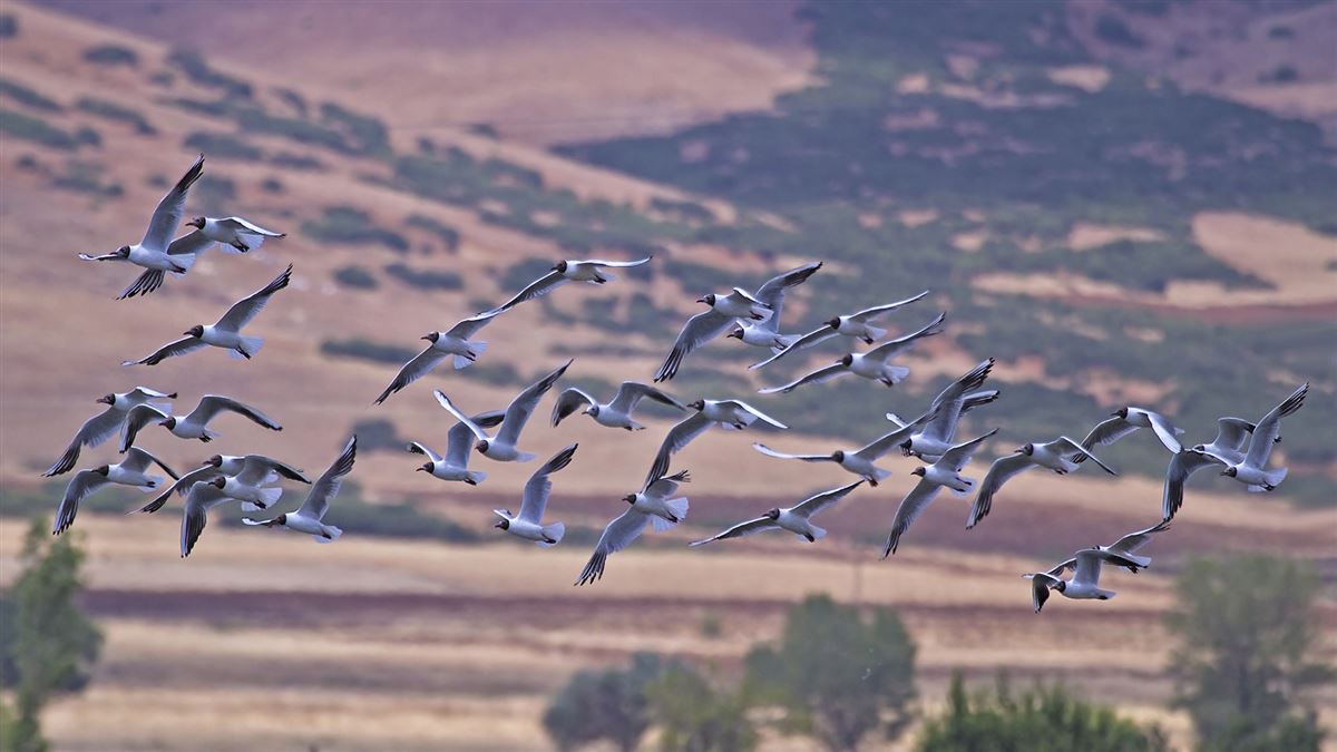 Karabaş martı